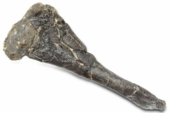 Fossil Ornithopod Dinosaur (Dryosaurus) Tibia - Wyoming #325128